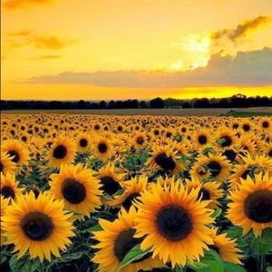 Meet your Posher, Sonia